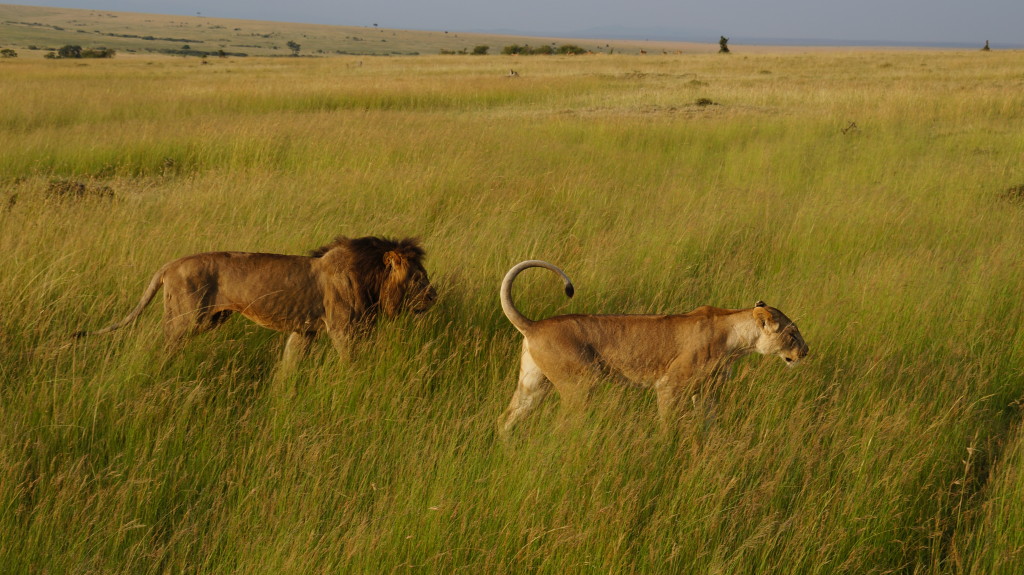 Male and Female Lion – Putney BSAC